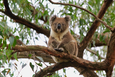 They may eat a lot, but they're also picky eaters. In fact, koalas eat fewer than 50 of over 700 eucalypt species. And they choose their leaves wisely - those at the top of the tallest trees contain more liquid and nutrients.